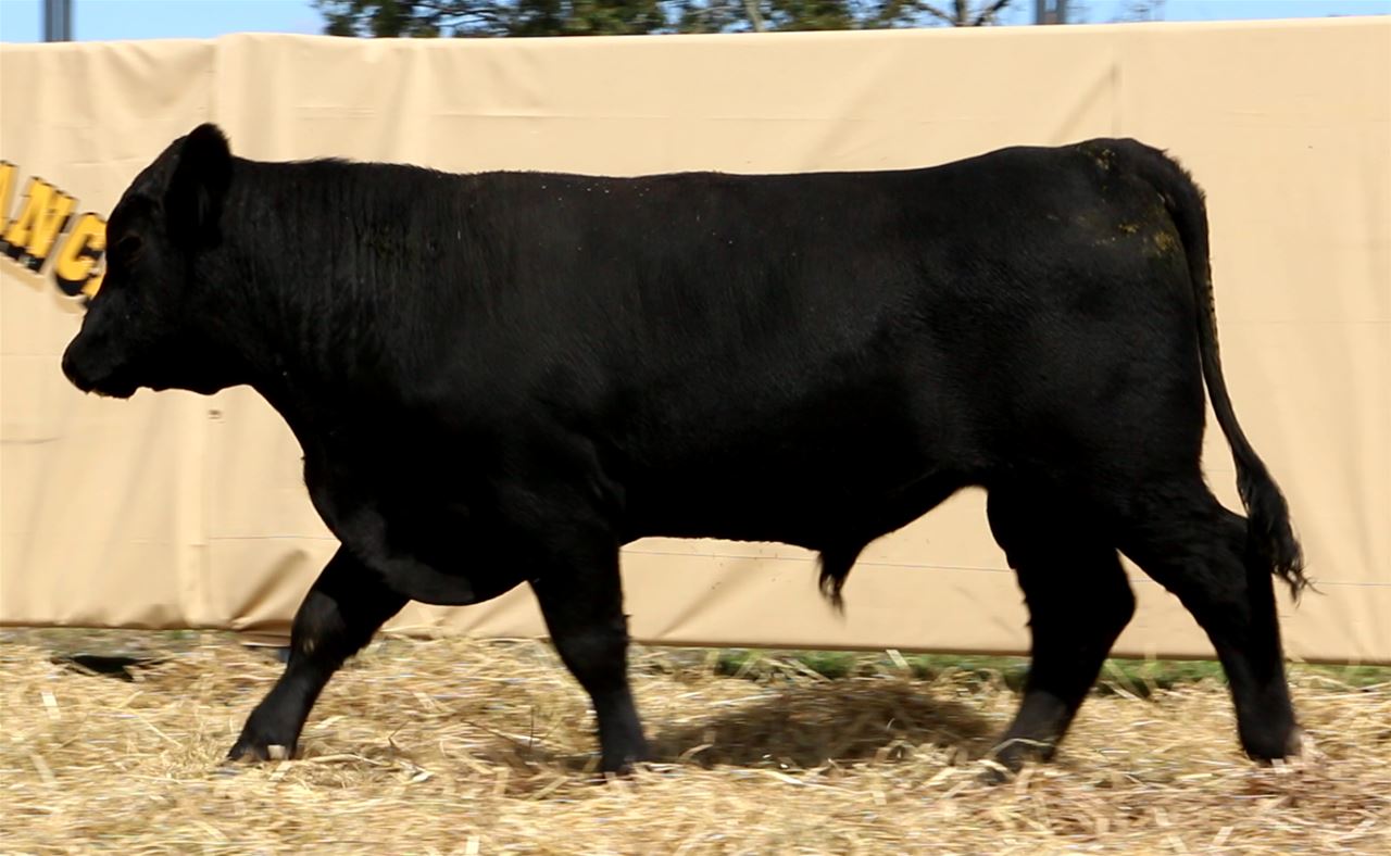 Best Black Bulls