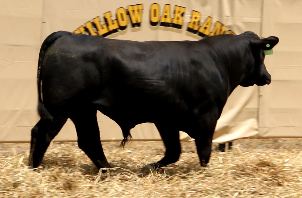 Best Black Bulls