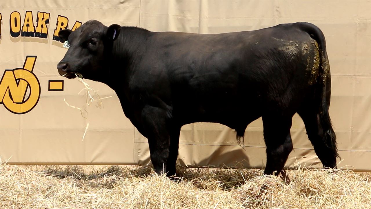 Best Black Bulls