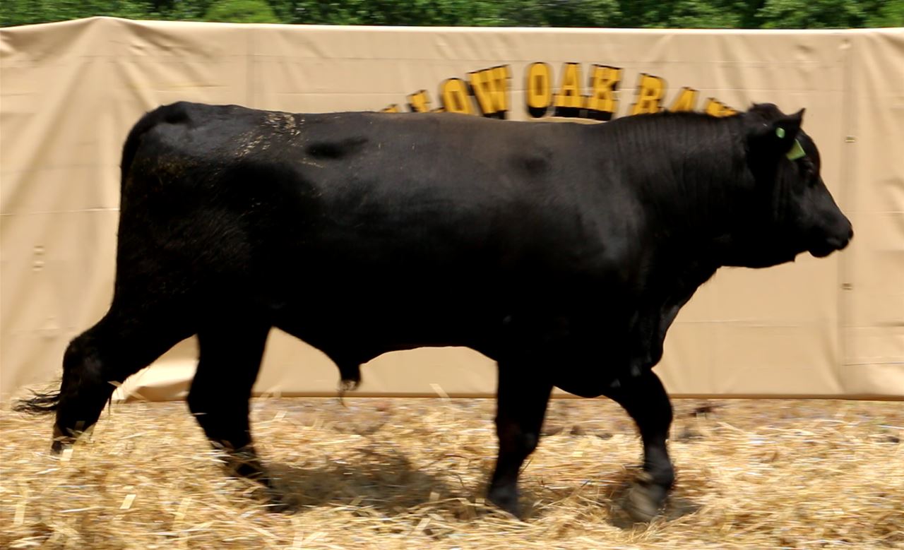 Best Black Bulls