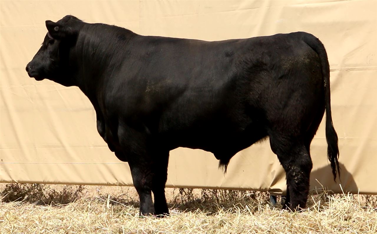 Best Black Bulls