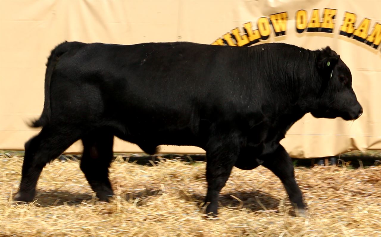 Best Black Bulls