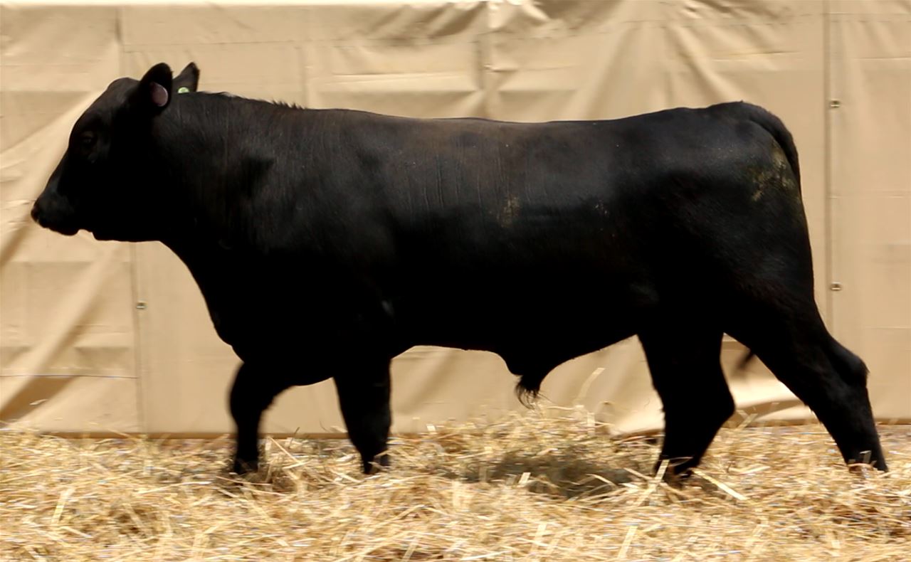 Best Black Bulls
