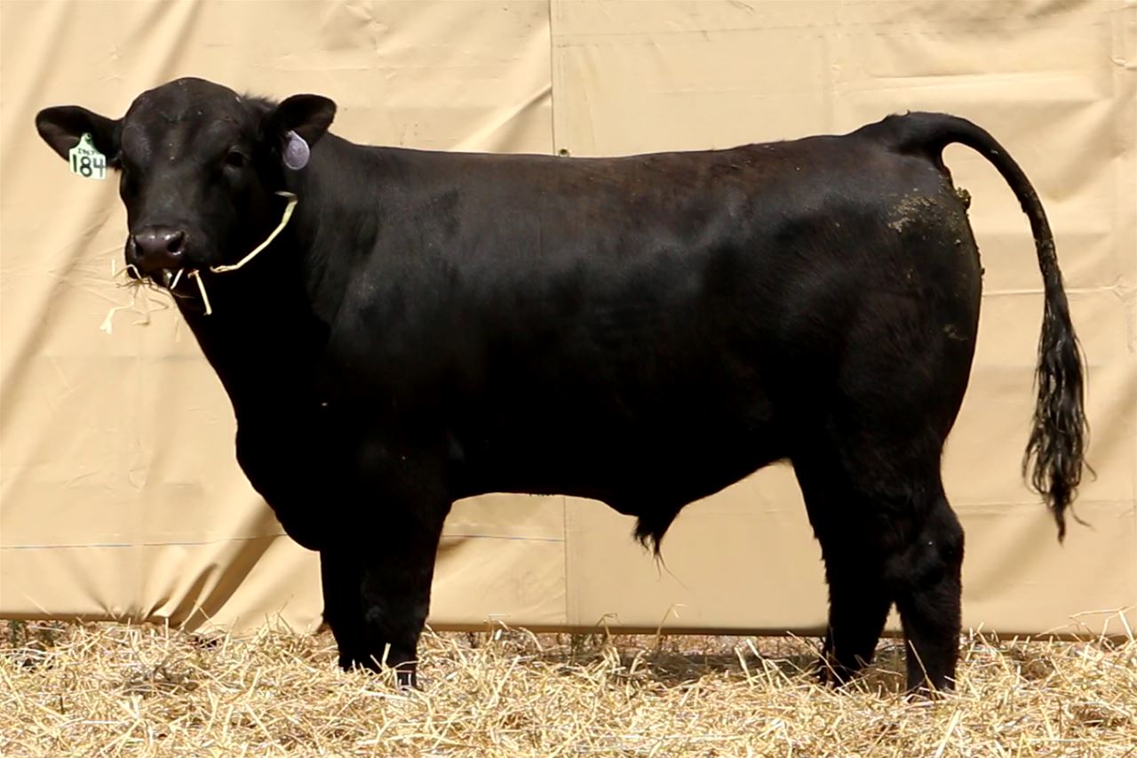 Best Black Bulls