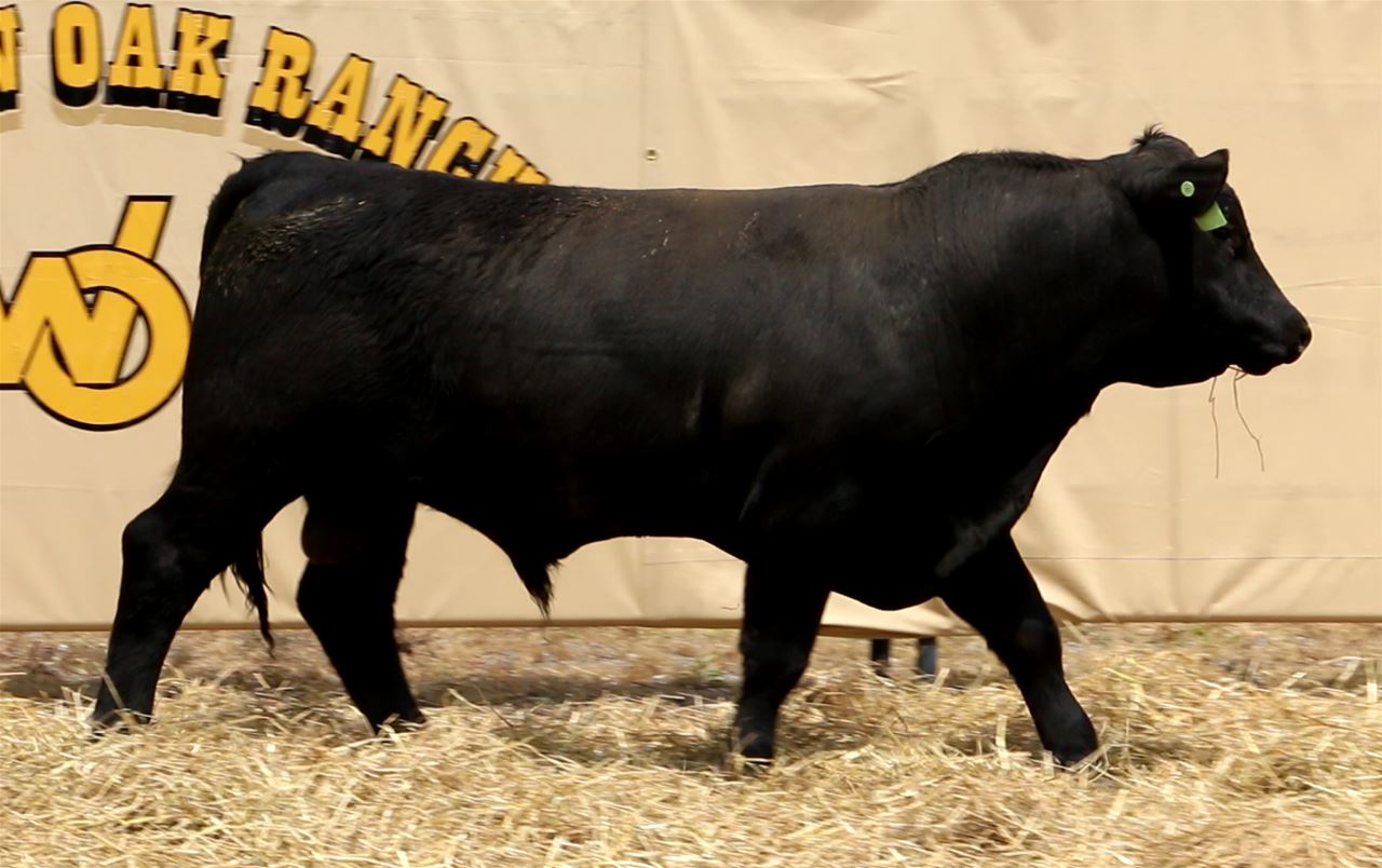 Best Black Bulls