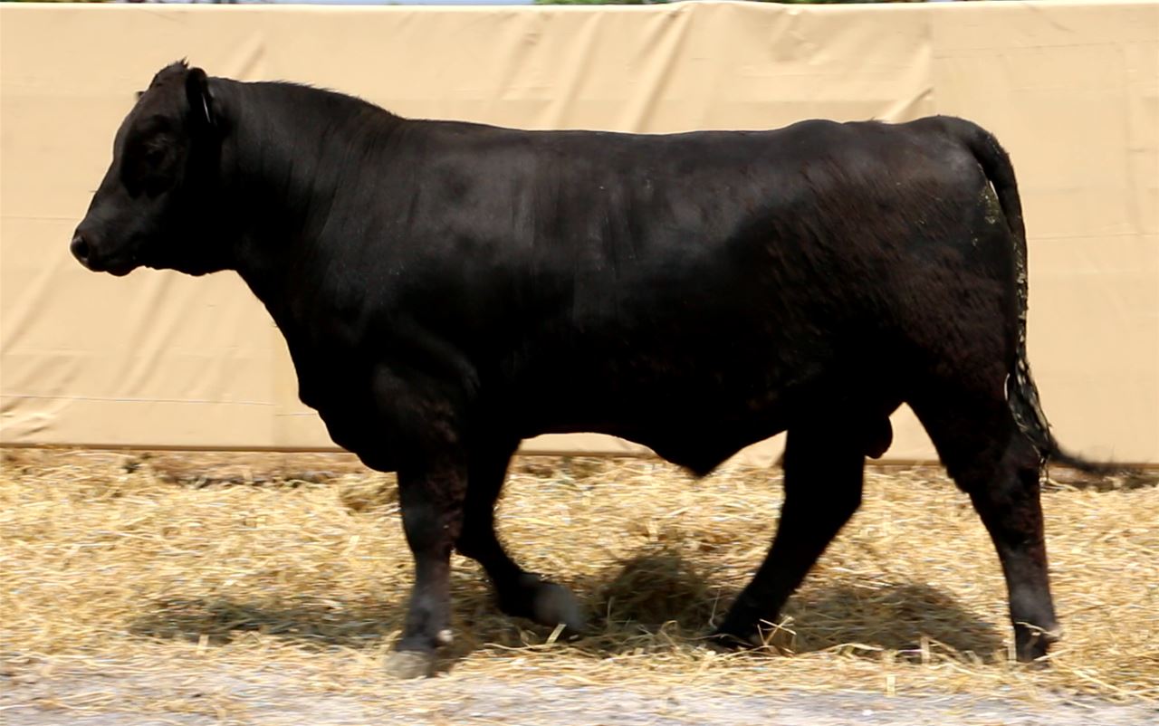 Best Black Bulls