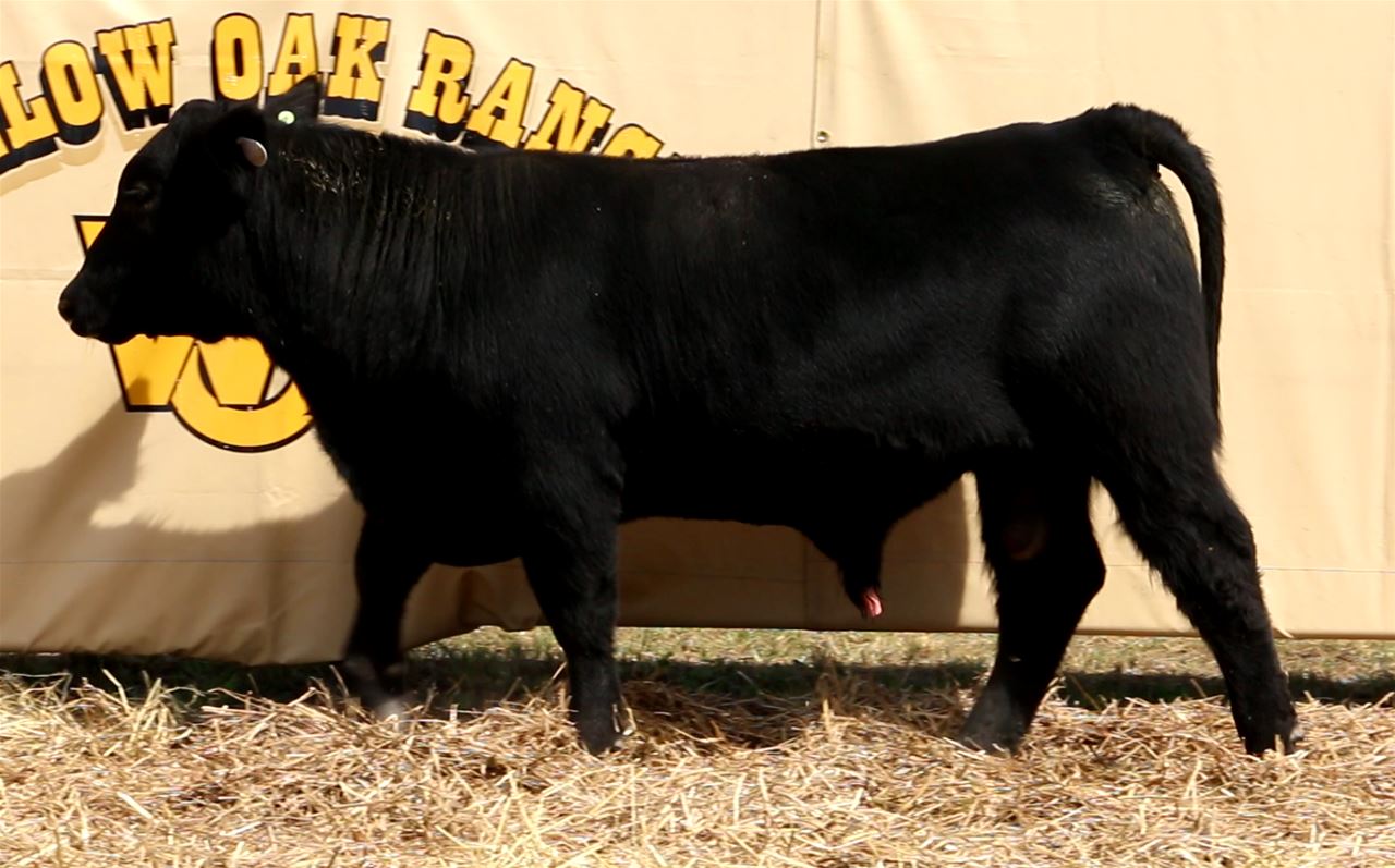 Best Black Bulls