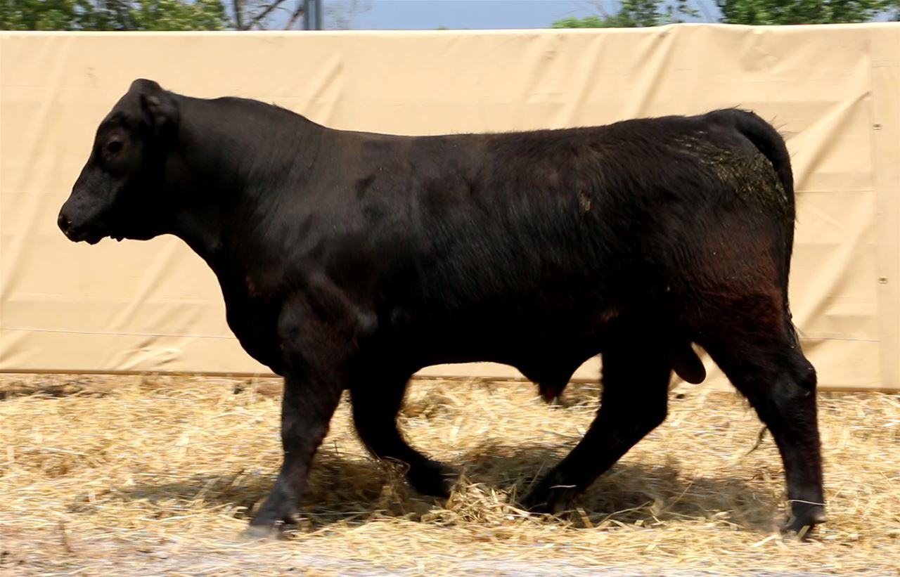 Best Black Bulls