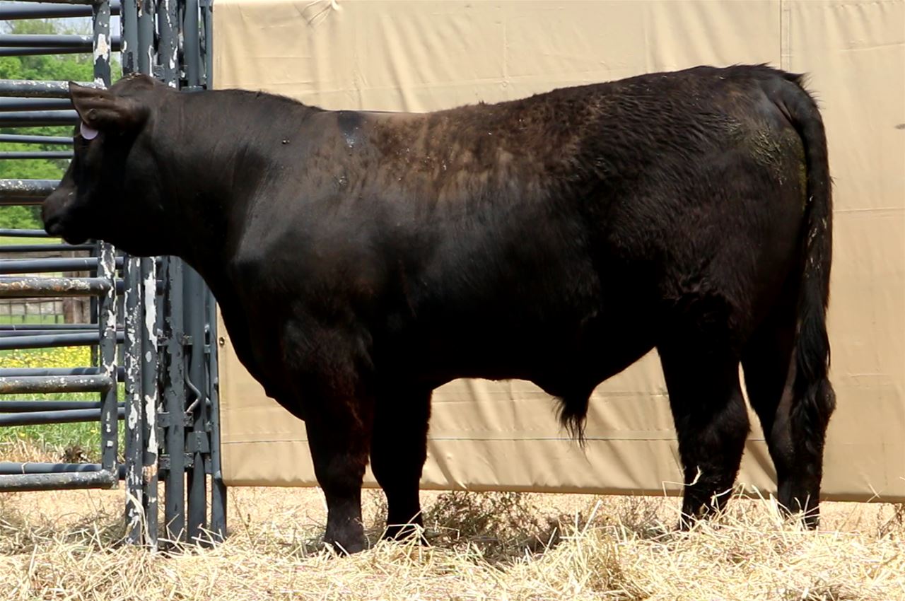 Best Black Bulls