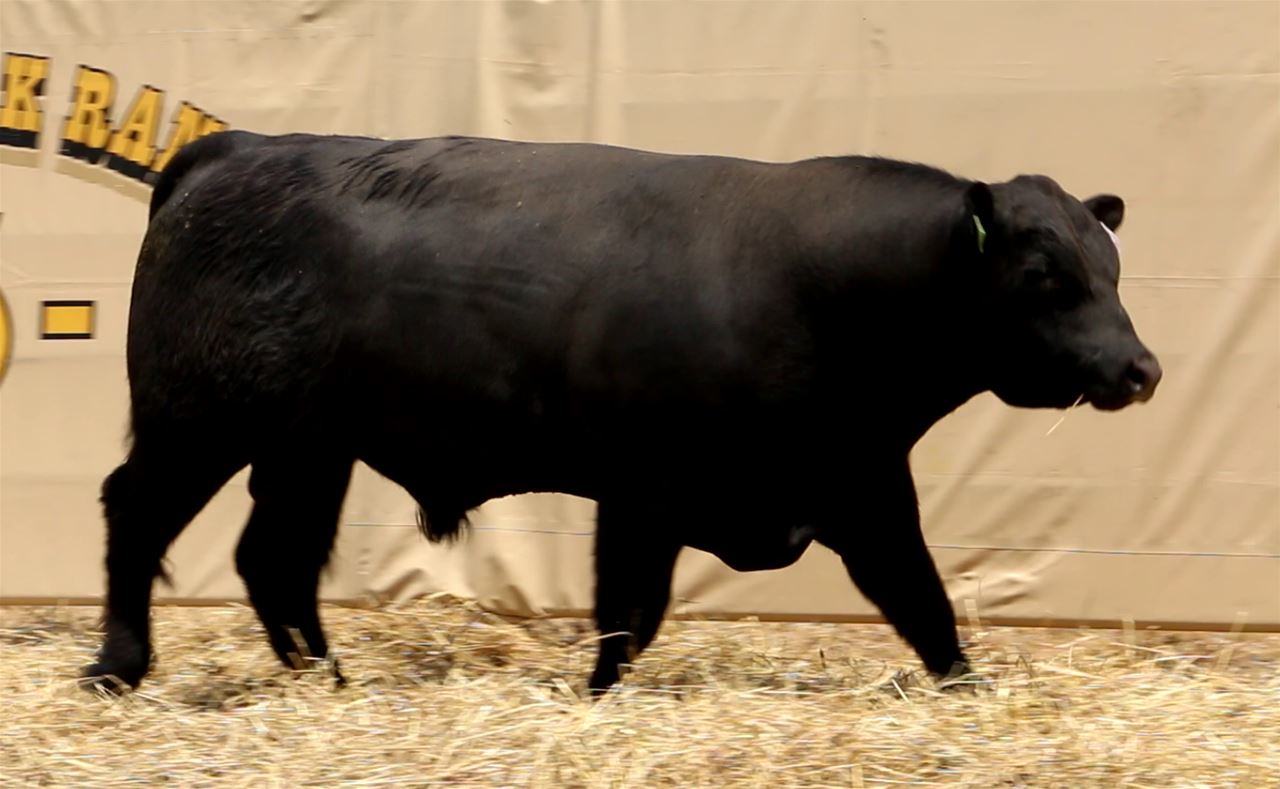 Best Black Bulls