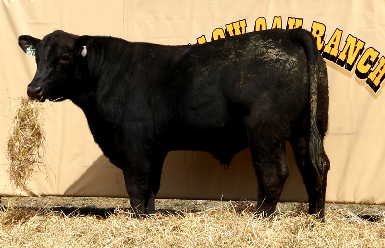 Best Black Bulls