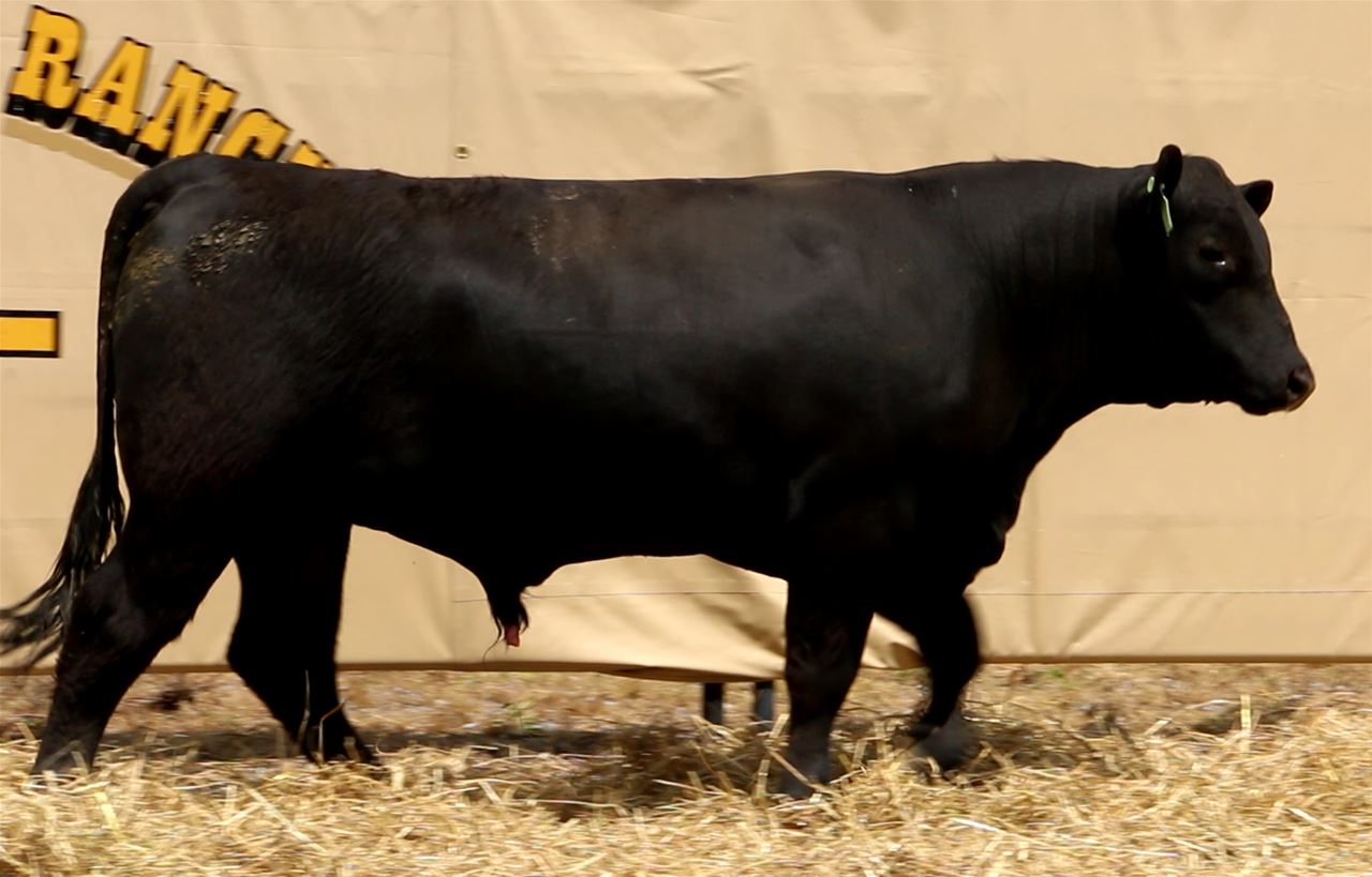 Best Black Bulls