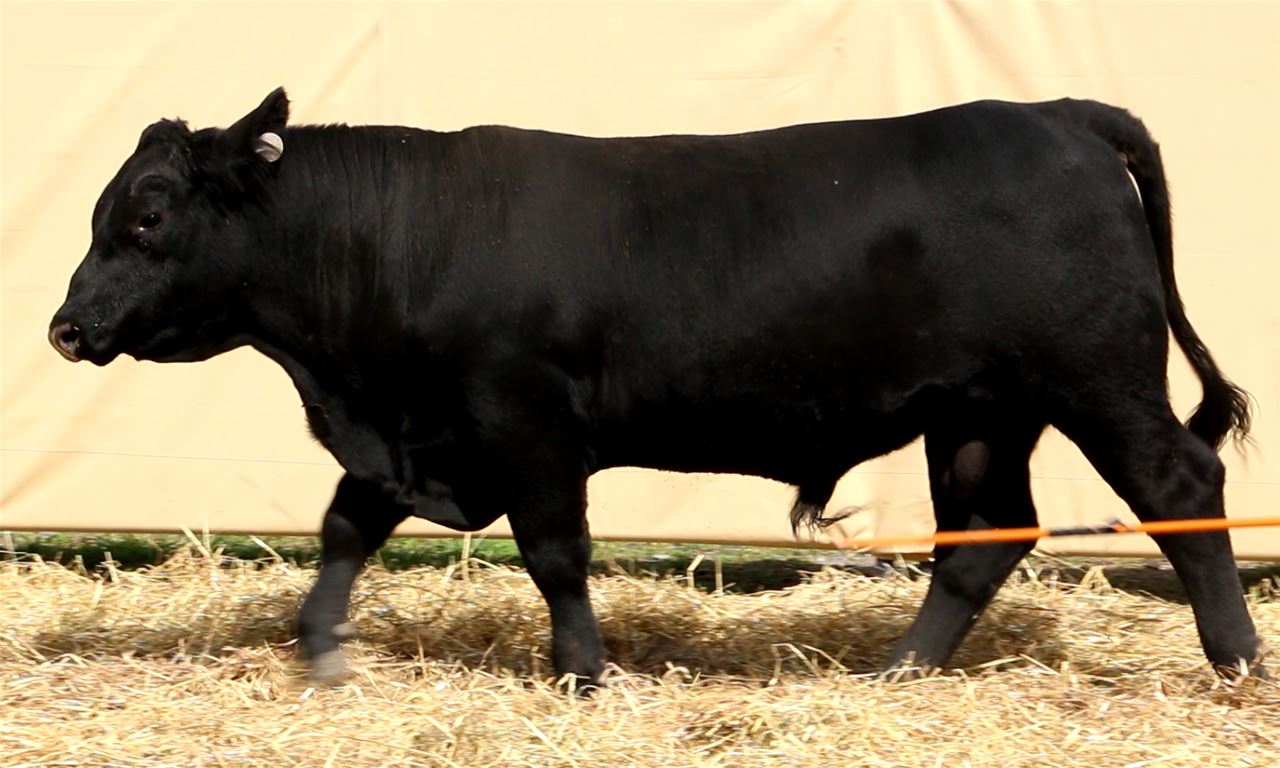 Best Black Bulls