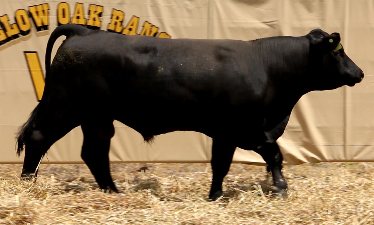 Best Black Bulls