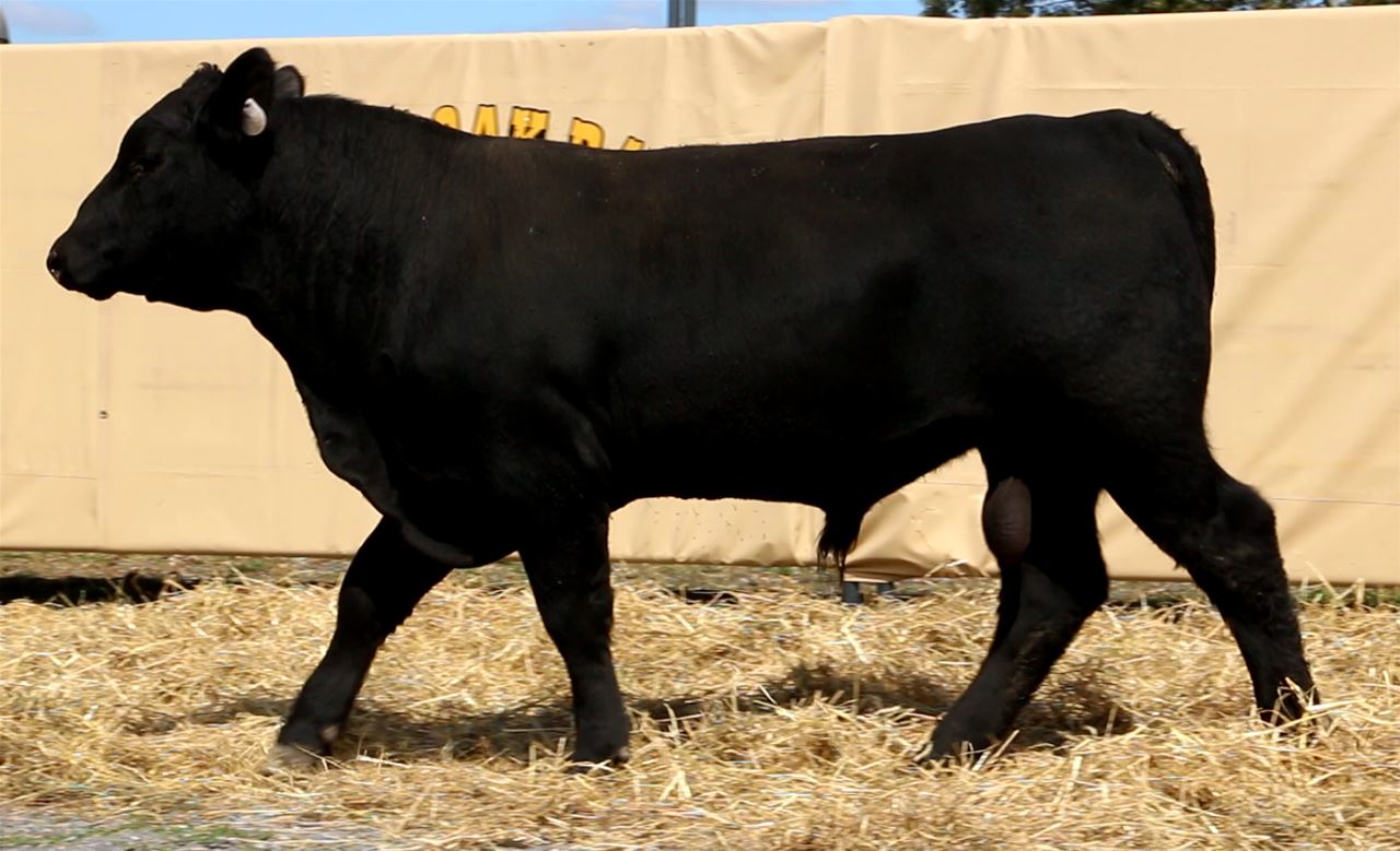 Best Black Bulls