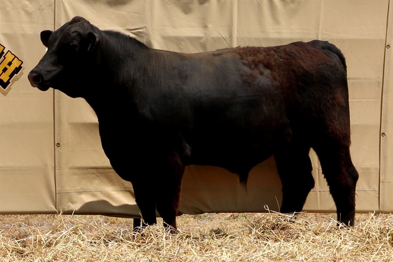 Best Black Bulls