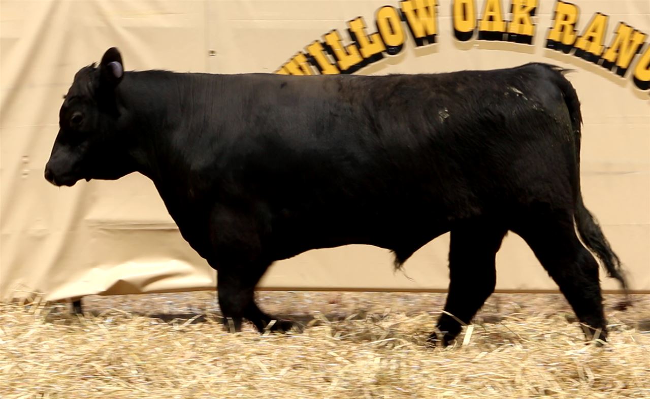 Best Black Bulls