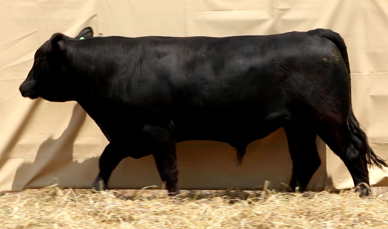 Best Black Bulls