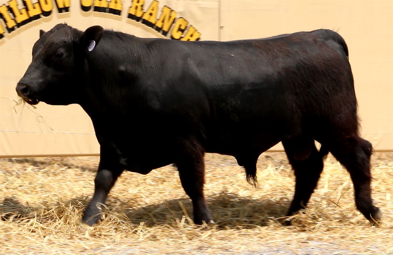 Best Black Bulls