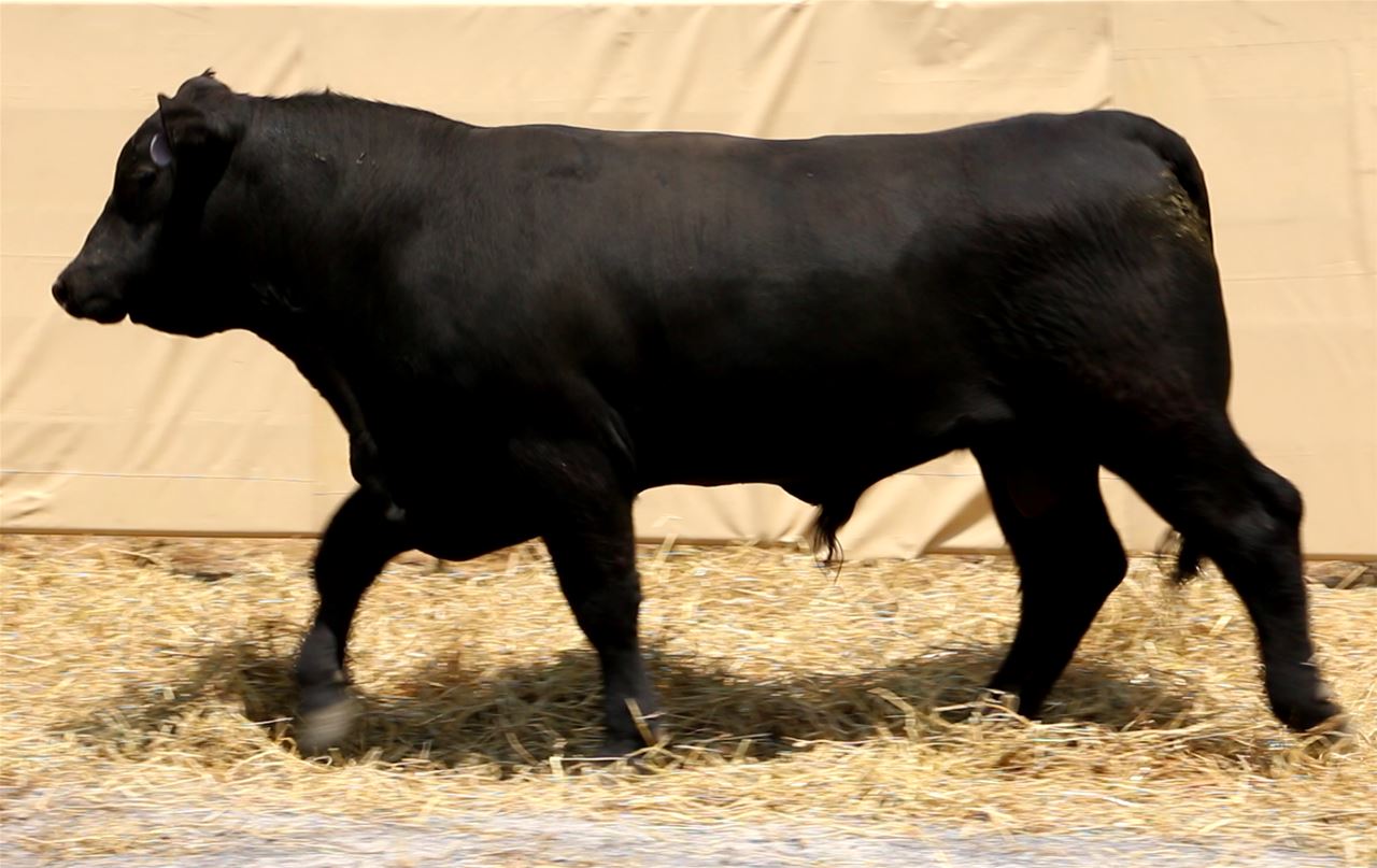 Best Black Bulls