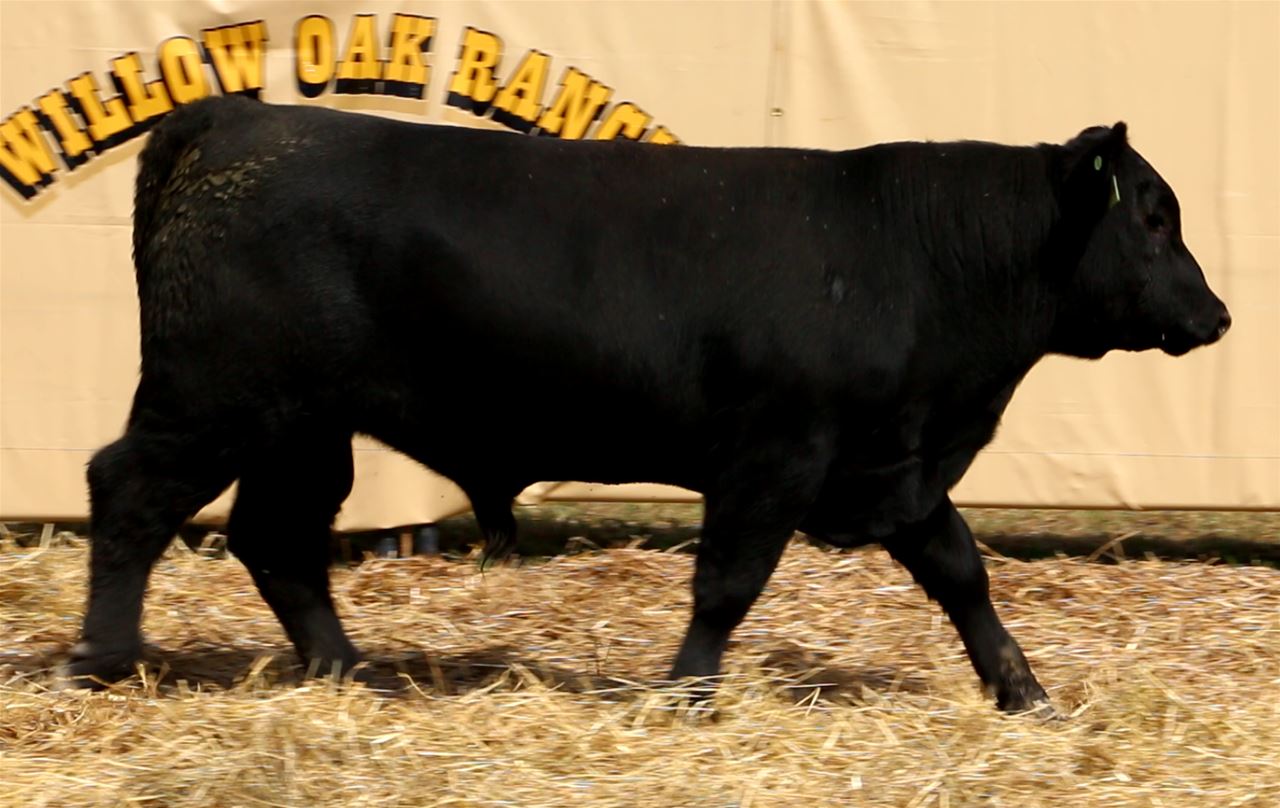 Best Black Bulls