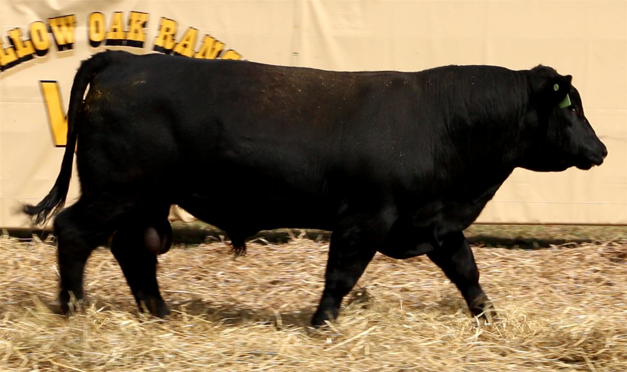 Best Black Bulls